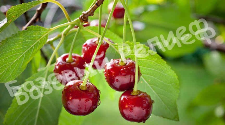 Черевишня (дюк) Краса Севера
