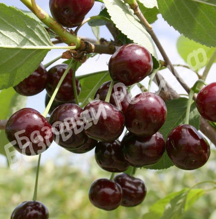 Черевишня (дюк) Краса Севера