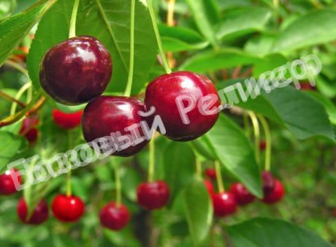 Черевишня (дюк) Краса Севера