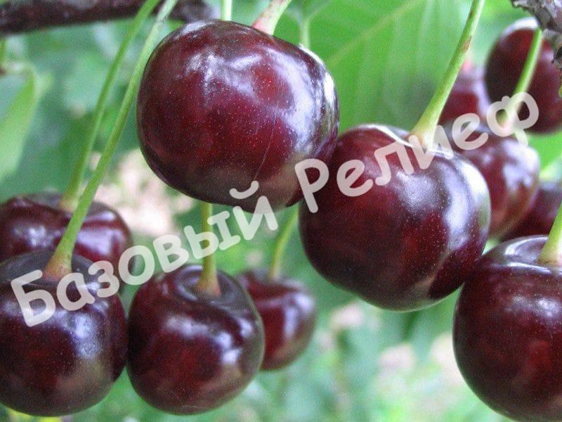 Черевишня (дюк) Крепкая