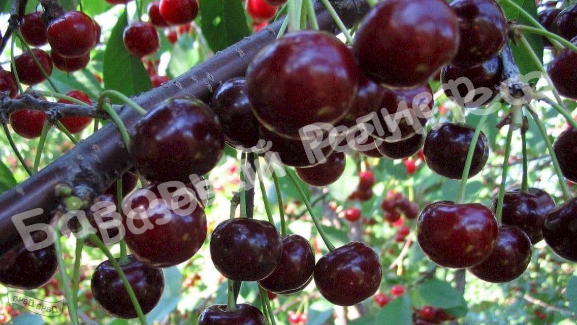 Черевишня (дюк) Крепкая
