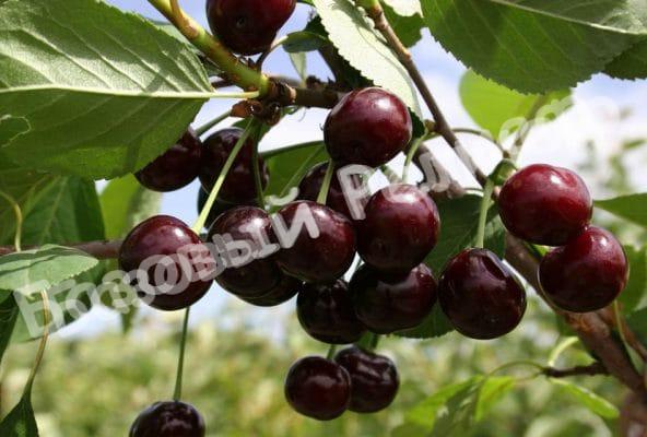Черевишня (дюк) Крепкая
