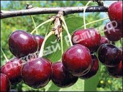 Черевишня (дюк) Ливана