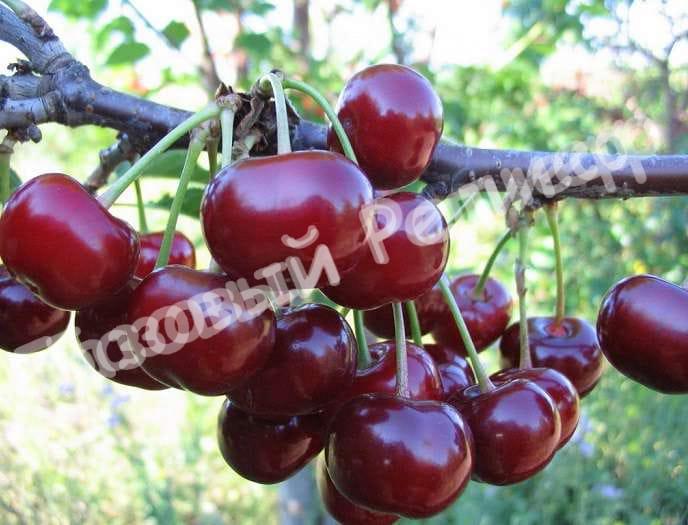 Черевишня (дюк) Ливана