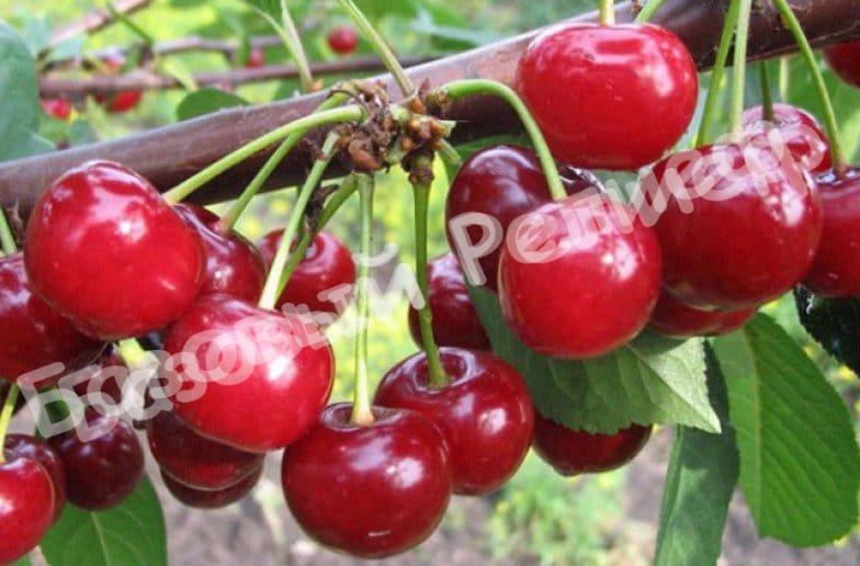 Черевишня (дюк) Ливана