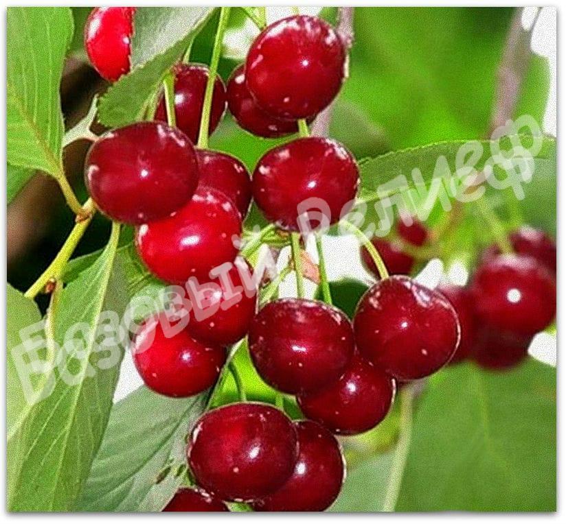 Черевишня (дюк) Малышка