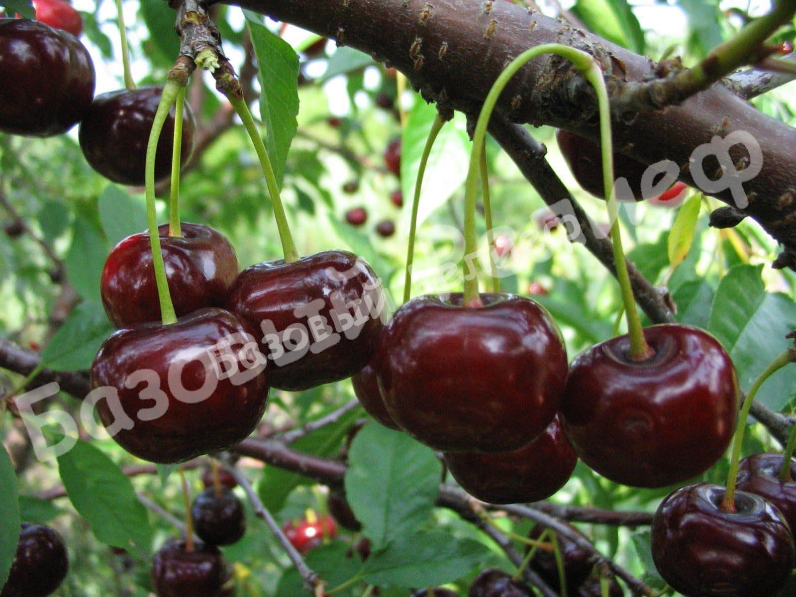 Черевишня (дюк) Мелитопольская радость