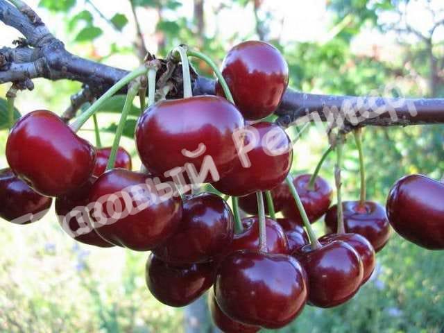 Черевишня (дюк) Мелитопольская радость