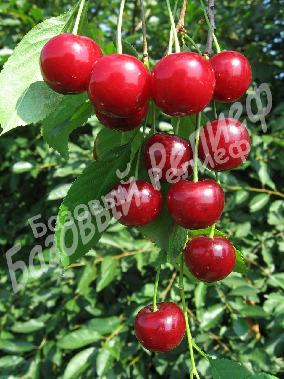 Черевишня (дюк) Саратовская Малышка