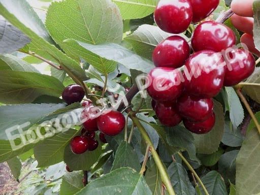 Черевишня (дюк) Саратовская Малышка