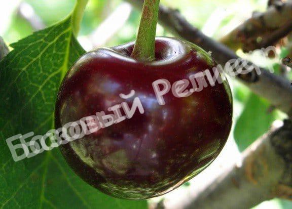 Черевишня (дюк) Ширпотреб Чёрная