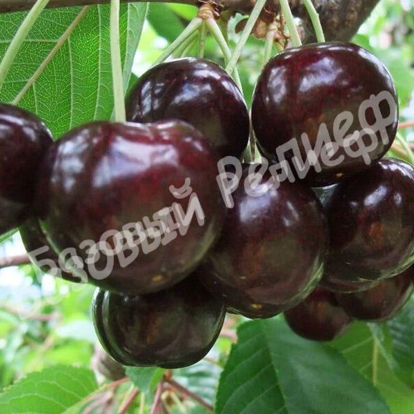 Черевишня (дюк) Шоколадница