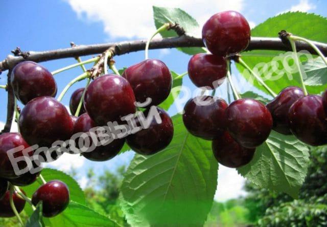 Черевишня (дюк) Шоколадница