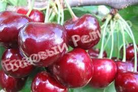 Черевишня (дюк) Харитоновская
