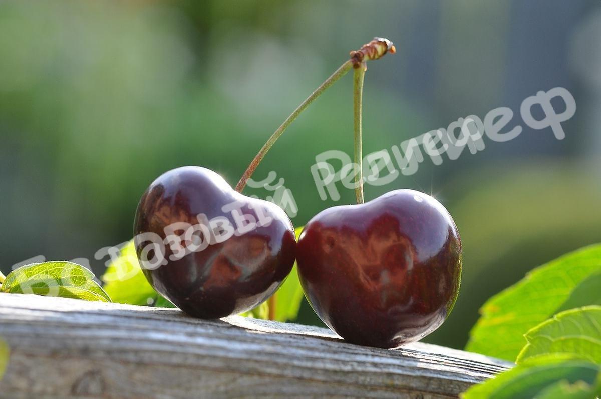 Черевишня (дюк) Харитоновская