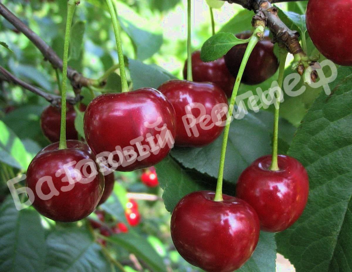 Черевишня (дюк) Харитоновская