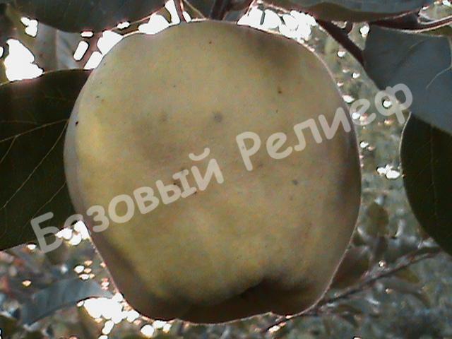 Айва Берецкая