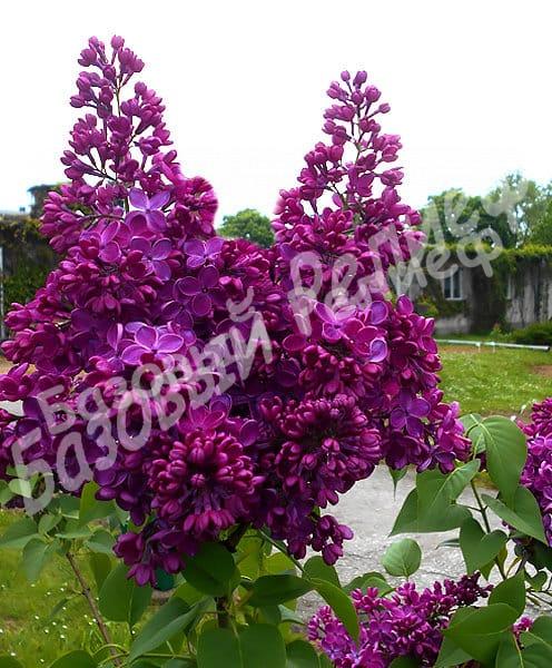 Сирень Знамя Ленина