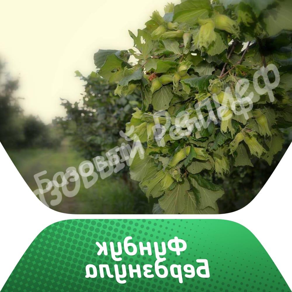 Фундук Бердзнула
