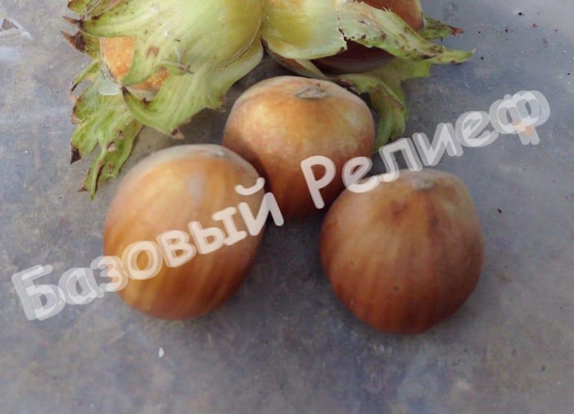 Фундук Бердзнула