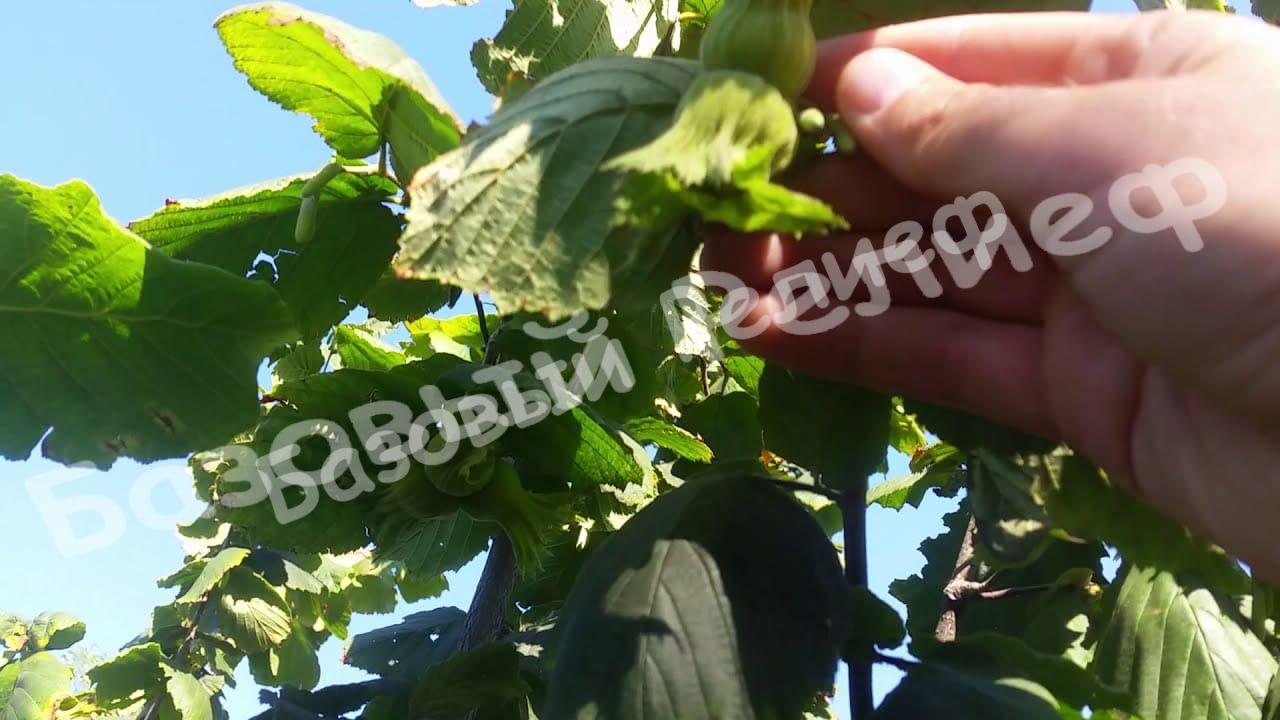 Фундук Трапезунд