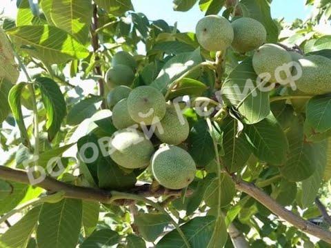 Орех Грецкий Скороплодный Иван Багряный