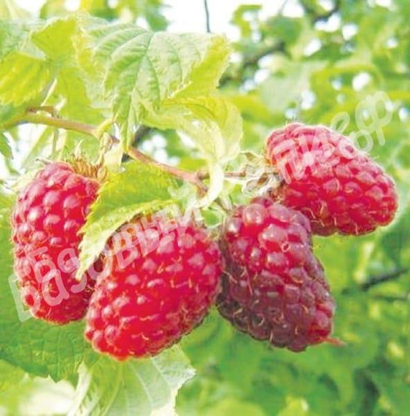 Малина Бабье Лето
