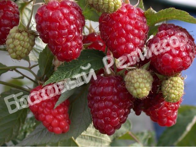 Малина Бриллиантовая