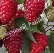 Малина Элегантная