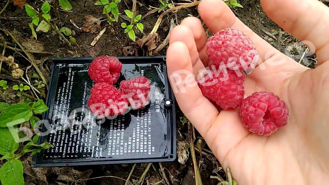 Малина Октавия