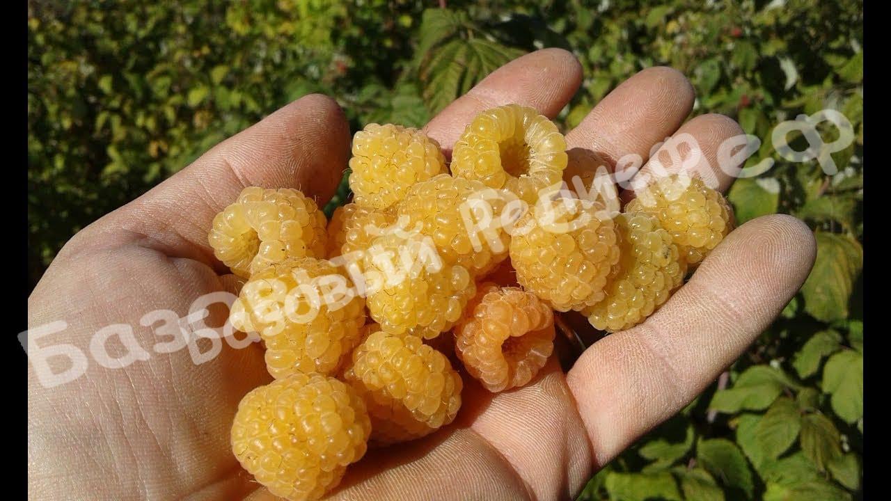 Малина Желтый Гигант