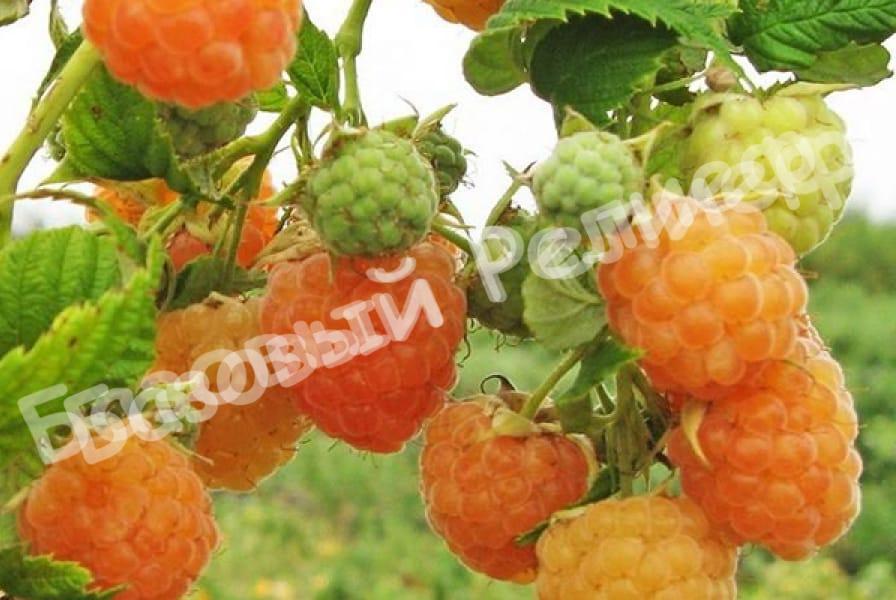 Малина Золотые Купола