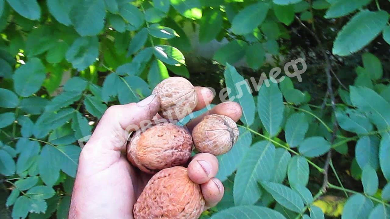 Орех Грецкий Великан
