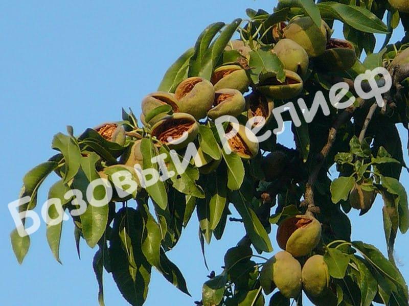 Миндаль Антик