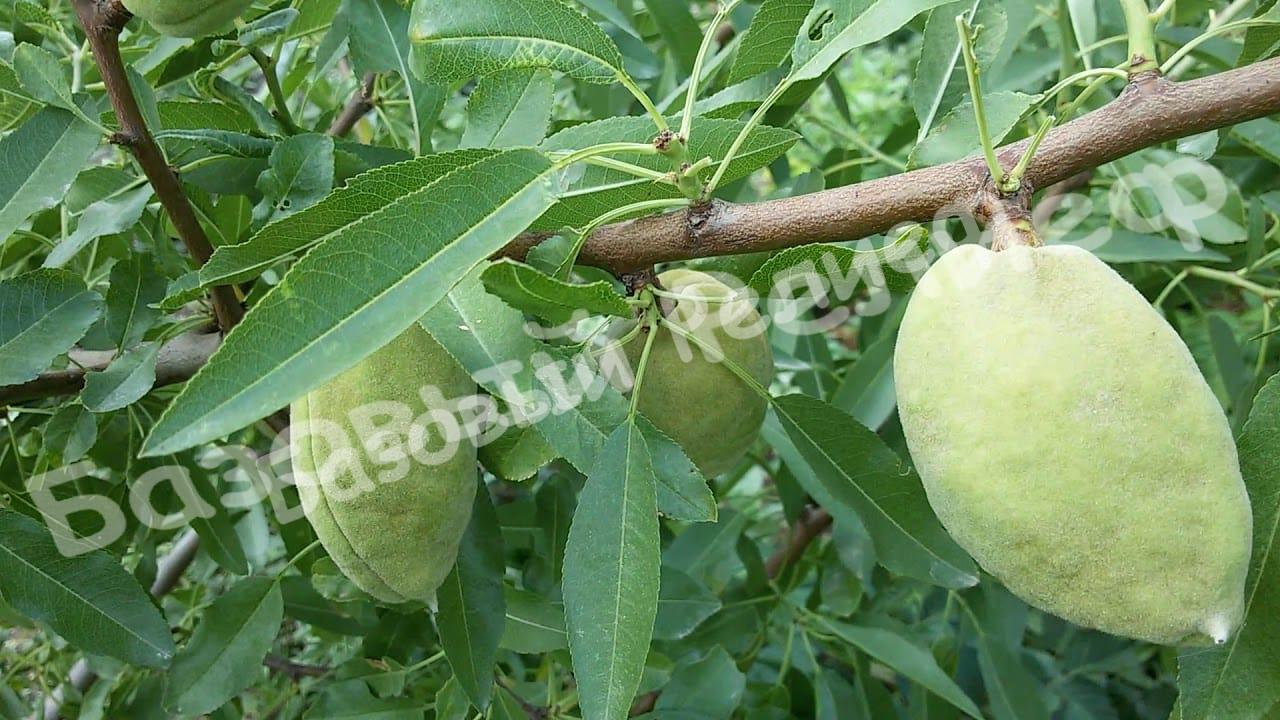 Миндаль Форос