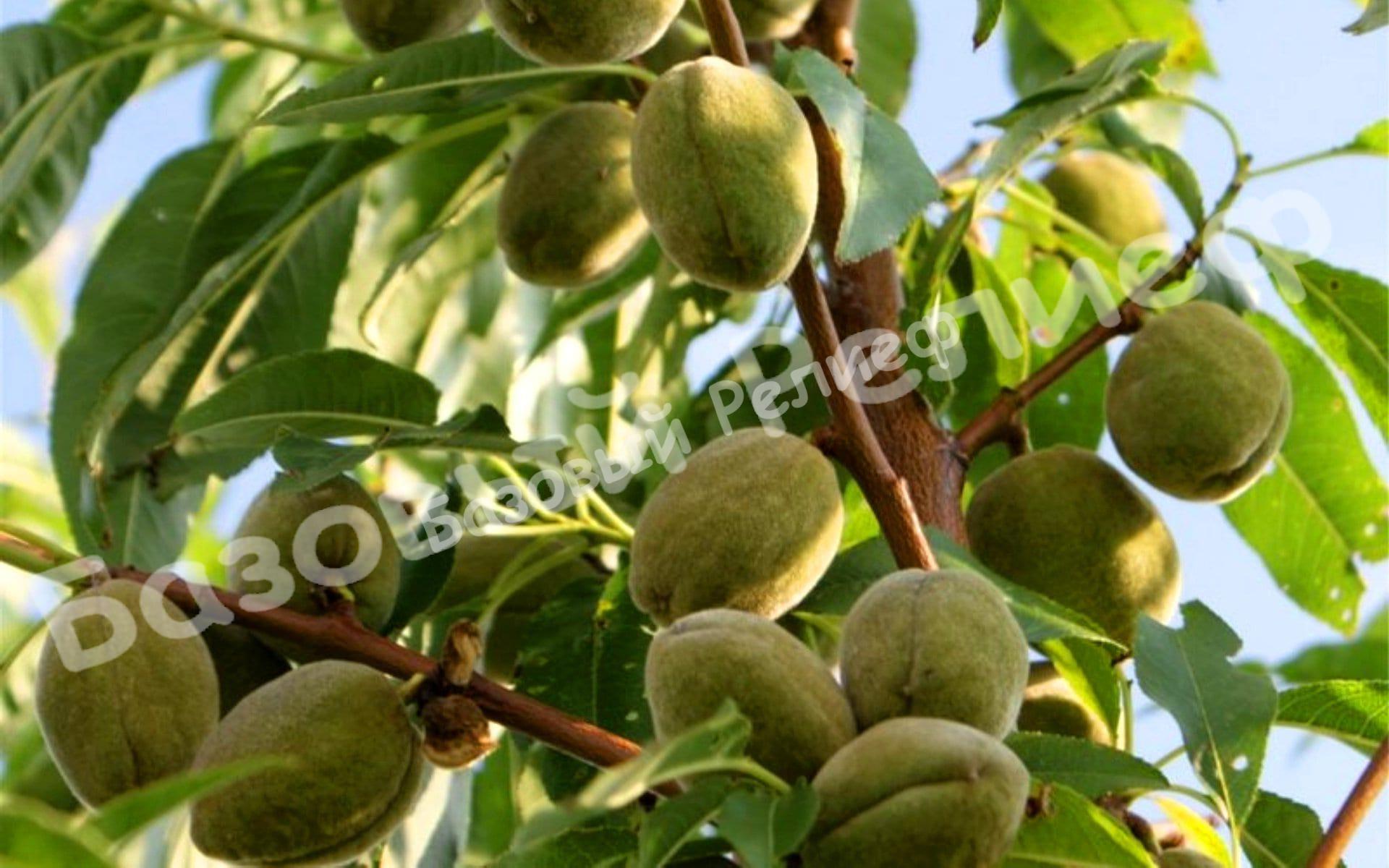 Миндаль Милас