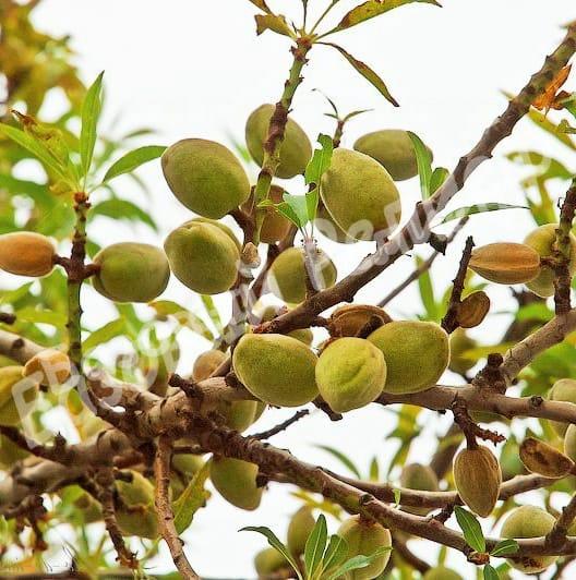 Миндаль Пряный