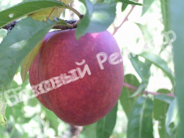 Нектарин Флеминг Фьюри