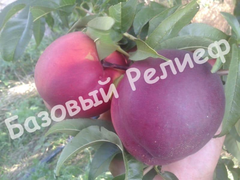 Нектарин Геа