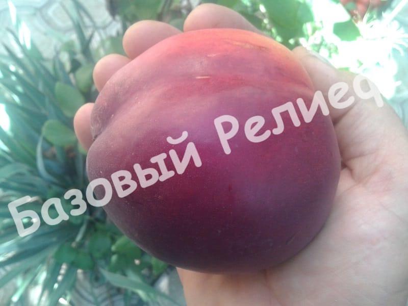Нектарин Геа