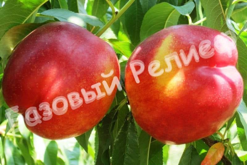 Нектарин Мэй Даймонд