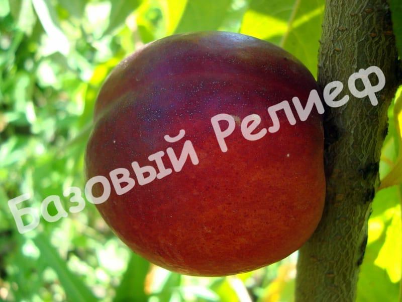 Нектарин Нектаред-4