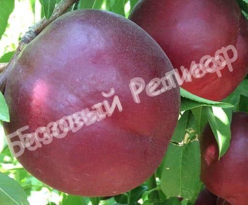Нектарин Ребус 028