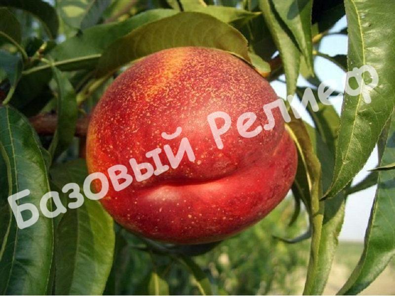 Нектарин Сноу Квин