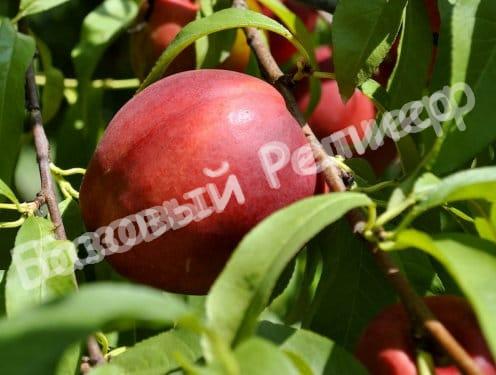 Нектарин Старк Сангло