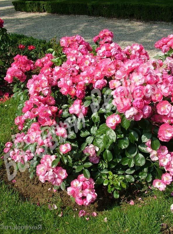 Роза Ангела