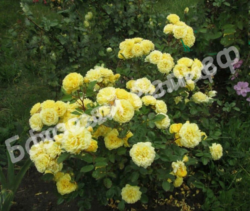 Роза Анни Дюпре