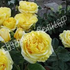 Роза Анни Дюпре