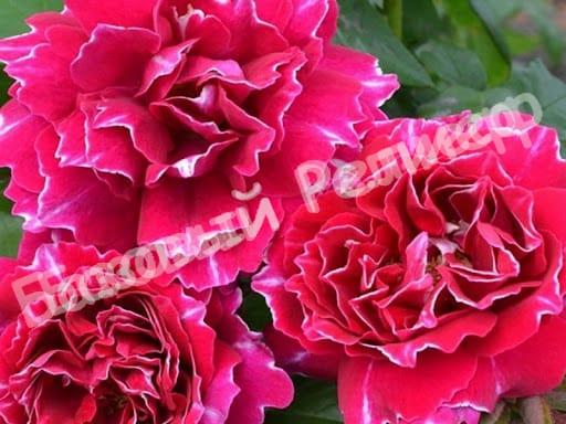 Роза Барон Жиро Де Лен