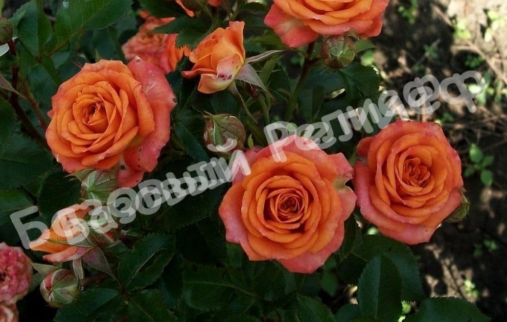 Роза Бэйби